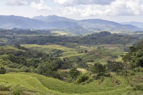 Exuberante Vista Del Paisaje Las Terrazas Arroz Golo Cador Ruteng — Foto de Stock