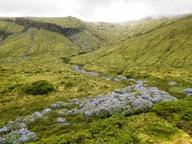 Güzel Mavi ortancaları Caldeira Branca yakınındaki havadan görünümü adanın Flores, Portekiz.