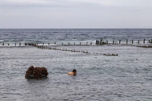 Suana Indonésia Maio Uma Mulher Não Identificada Agarra Algas Marinhas — Fotografia de Stock