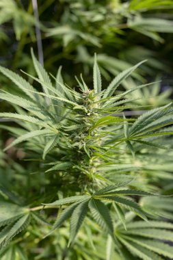 Otelin büyük güneş yaprakları bir açık ile bir esrar bitki büyüme operasyonu. 