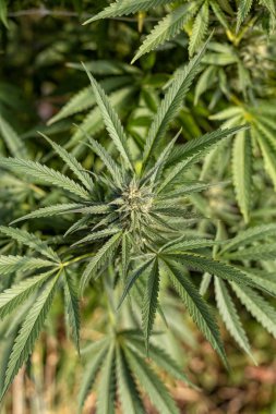 Büyük bir açık tıbbi esrar, yukarıdan bir esrar bud bakarak büyümeye işlemi. 