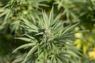 Bir olgunlaşma açık esrar bud aşağı bakıyor.