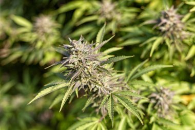 Mor dönüm bir esrar güneş tarafından aydınlatılmış.