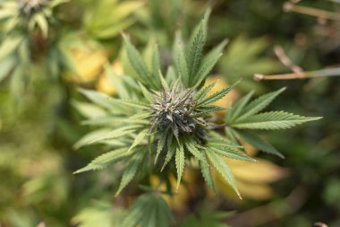 Yukarıdan aşağıya bir tomurcuk açık büyümek-op, görünümünü.