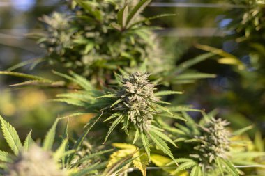 Açık adlı eğlence esrar büyümek sonbahar işleminde. 