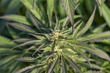 bir bud Thc büyük bir miktar, bir açık ile büyümek işlemi. 