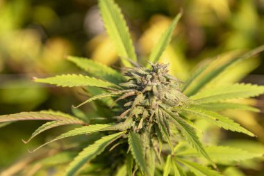 O gün batımı ışık olarak güzel bir tomurcuk hits.