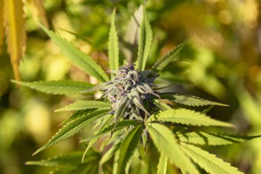 Güzel görünümlü esrar bud arkasında sonbahar renkleri.