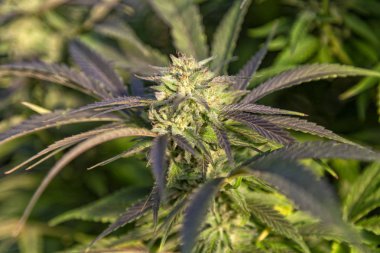 Mor güneş ile büyük bir tomurcuk arasında bırakır.