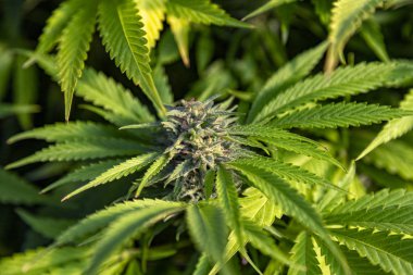 Bir açık, bir tomurcuk odaklanan büyümek işlemi.