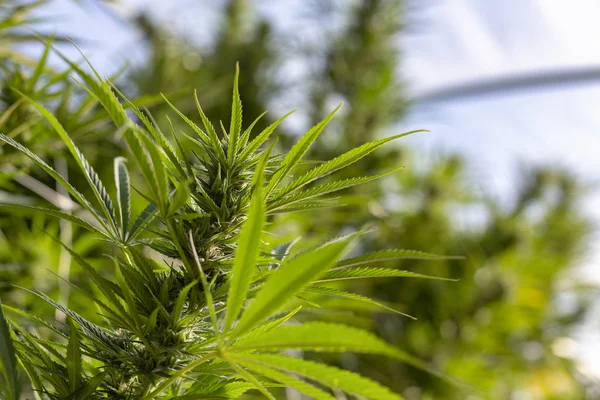 Una Planta Cannabis Absorbe Los Rayos Del Sol Una Operación — Foto de Stock