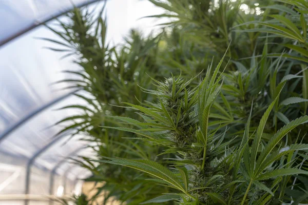 Plantas Cannabis Una Operación Cultivo Aire Libre — Foto de Stock