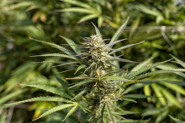 Vista Brote Una Planta Cannabis Masiva Una Operación Cultivo Recreativo — Foto de Stock