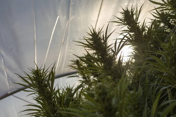 Güneş sera plastik kaplama ve esrar kola arkasında. 