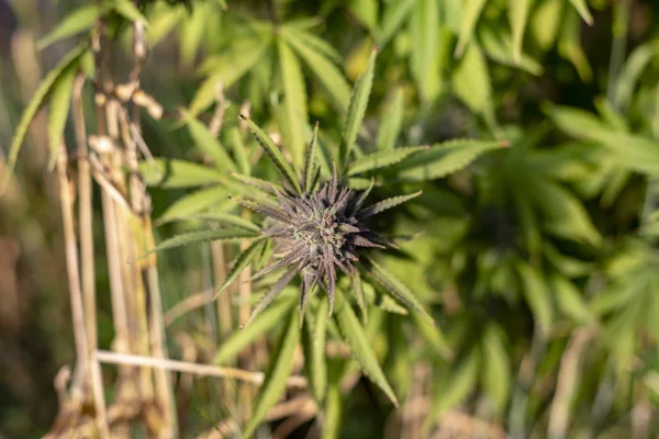 Bonita Hierba Púrpura Creciendo Afuera — Foto de Stock