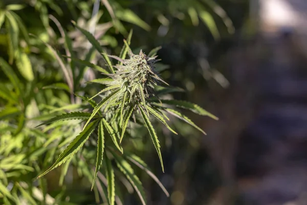 Brote Marihuana Medicinal Creciendo Luz Del Sol Aire Libre — Foto de Stock