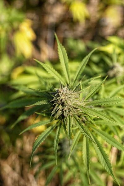 Brote Cannabis Última Hora Tarde Sol Otoño Cultivo Aire Libre — Foto de Stock