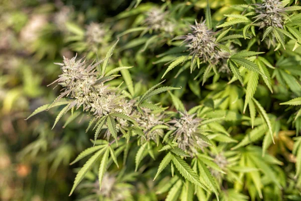 Güneş ışığı, bir açık bir tomurcuk büyümek işlemi.