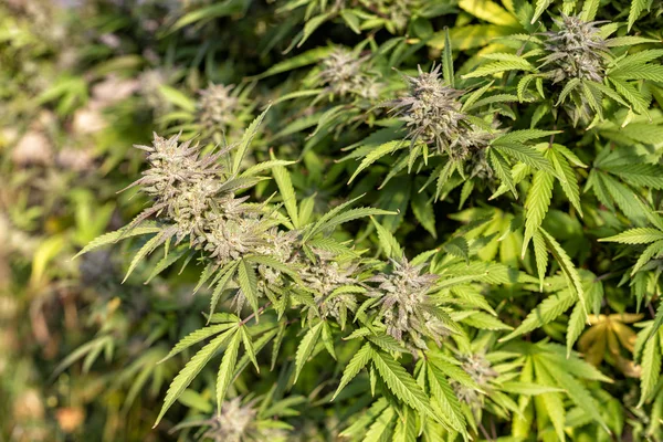 Una Serie Brotes Una Planta Cannabis Punto Cosechar Otoño — Foto de Stock