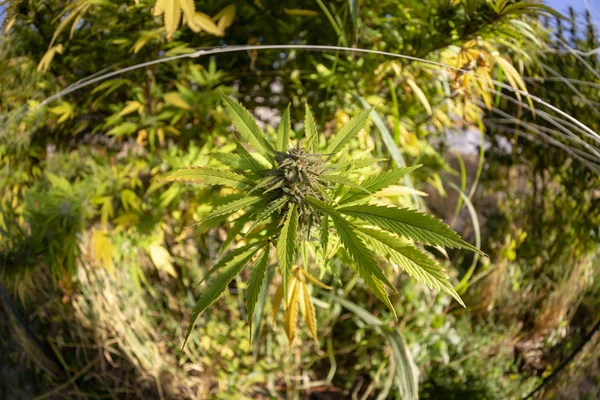 Brote Marihuana Una Operación Cultivo Recreativo Aire Libre — Foto de Stock