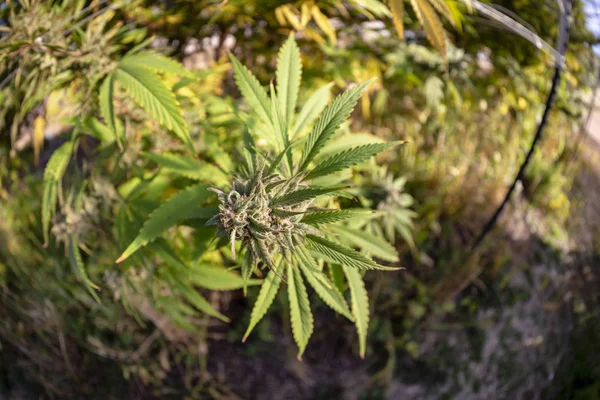 Pequeño Brote Base Enorme Bosque Marihuana — Foto de Stock