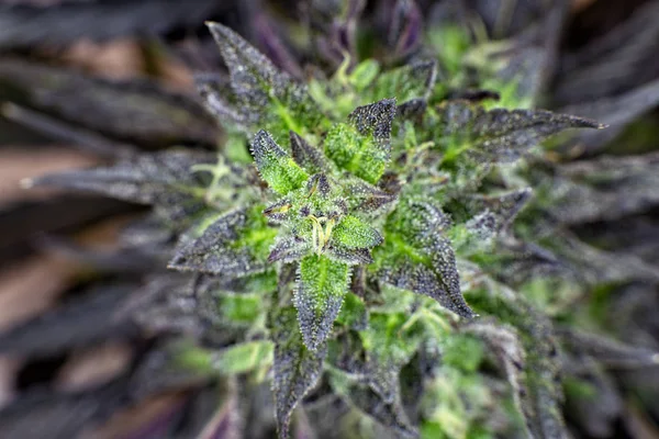 Uma Visão Macro Alguns Indica Pesado Lotus Kush Preto — Fotografia de Stock