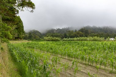Mısır tarlasında Sao Miguel Island.