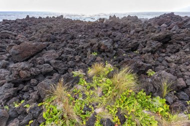 Azorean sahil şeridi üzerinde azgın sörf yakınındaki küçük bitkiler büyümek. 
