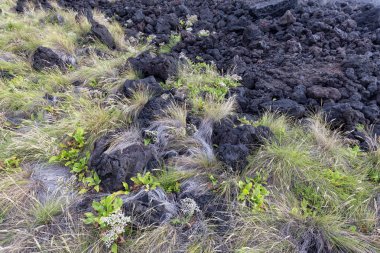 Yeşil çim yakınındaki PISCINA doğal da Ponta da Ferraria volkanik kayalar karşılar.