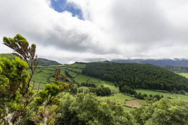 Ağaçlar ve mera Sao Miguel Alferes Caldera kenarında kadar önde gelen. 