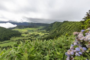 Mavi ortancaları ve yemyeşil bitki Seca Caldera Sao Miguel Azores üzerinde mesafe ile.  