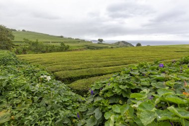 Çiçek çay Sao sütyen üzerinde Sao Miguel Azores yakınındaki büyük satır kenarına. 