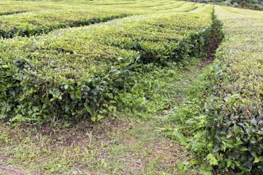 Satır Sao sütyen üzerinde Sao Miguel Azores yakınındaki büyüyen çay. 