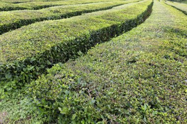 Taze çay Sao sütyen yakınındaki satırlarının Sao Miguel Azores aldım. 