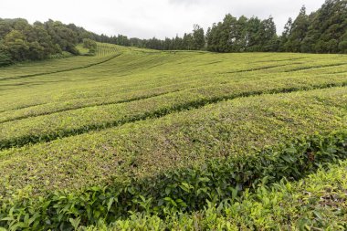 Bir çay plantasyon Azores, Portekiz Sao Miguel Island üzerinde bölümünün görünümünü. 