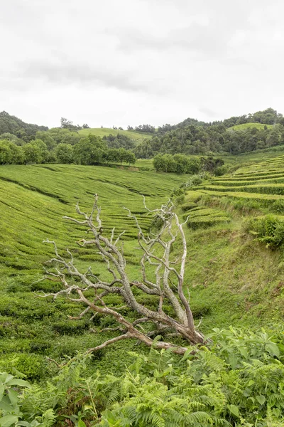 Dead Tree Small Valley Tea Plantation Island Sao Miguel Azores — Stock Photo, Image