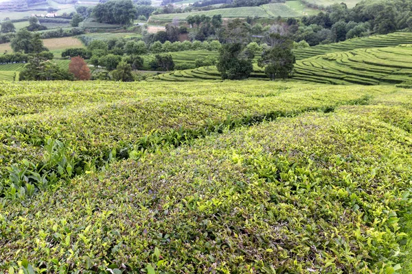 Widok Krajobrazu Herbata Rośnie Środku Oceanu Atlantyckiego Wyspie Sao Miguel — Zdjęcie stockowe