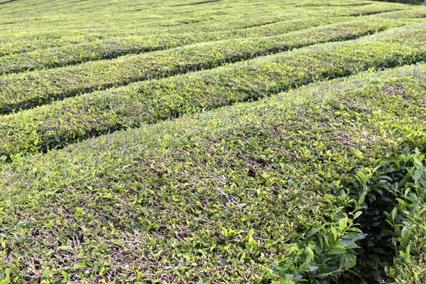 ミゲルの Gorreana 茶畑で成長しているお茶の行 — ストック写真