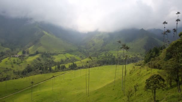 Κερί Παλάμες Στην Κοιλάδα Cocora Κοντά Στο Salento Κολομβία — Αρχείο Βίντεο
