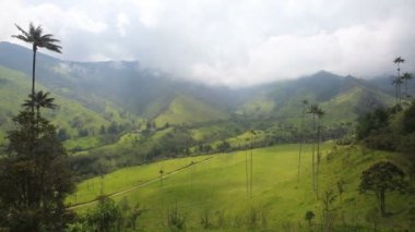 Balmumu palms sway Breeze Palms Valley yakınındaki: Salento, Colombia. 