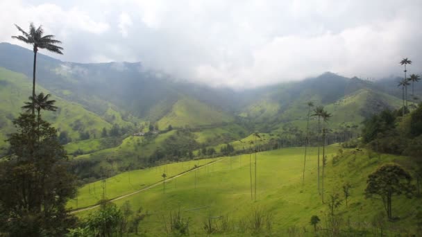 Wax Palms Svajar Vinden Dalen Handflatorna Salento Colombia — Stockvideo