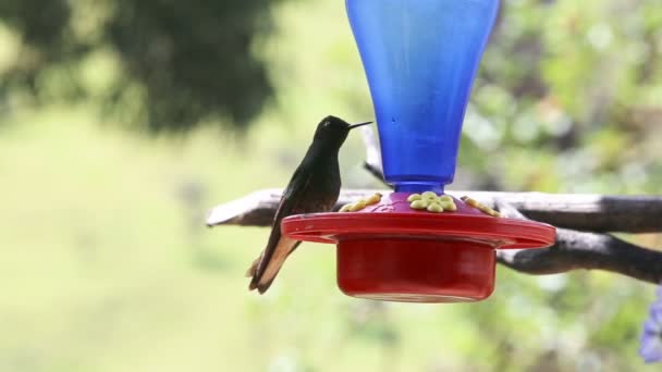 Hummingbird Nära Manizales Colombia — Stockvideo