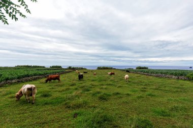 Flores'te otlayan inekler
