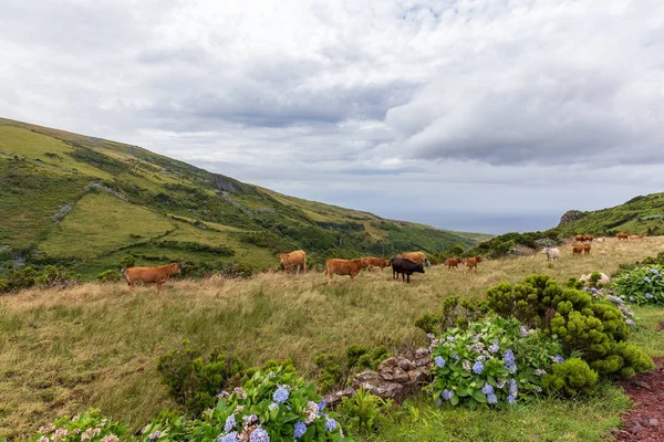 Grazing Cattle in Flores — Stock Photo, Image