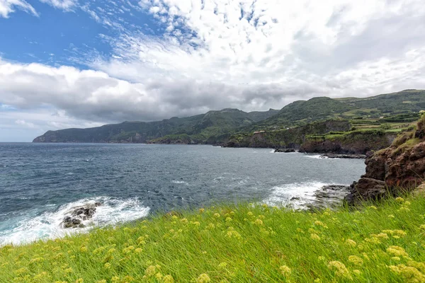 Flores amarelas nos Açores — Fotografia de Stock