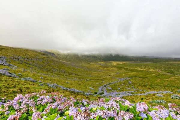 Hortensias et Caldeira Branca — Photo