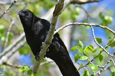 Görüntüyü yüksek bir ağaç dalı tünemiş bir siyah kuzgun. 