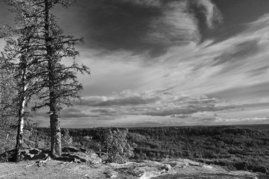 Bir vadiye bakan sarp bir dağ kayalığın üzerinde iki uzun boylu Ladin ağaçlarının siyah beyaz resim. 