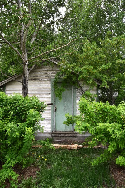 An image of an old run down garden shed surrounded by leafy green trees and shrubs.