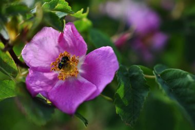 Görüntü bir pembe yabani gül yaprakları üzerinde siyah ve sarı böceği ile yakından. 